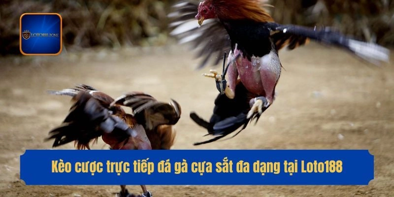 Kèo cược trực tiếp đá gà cựa sắt đa dạng tại Loto188