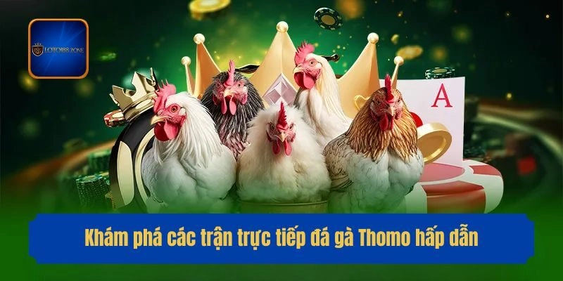 Khám phá các trận trực tiếp đá gà Thomo hấp dẫn