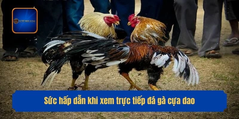 Sức hấp dẫn khi xem trực tiếp đá gà cựa dao