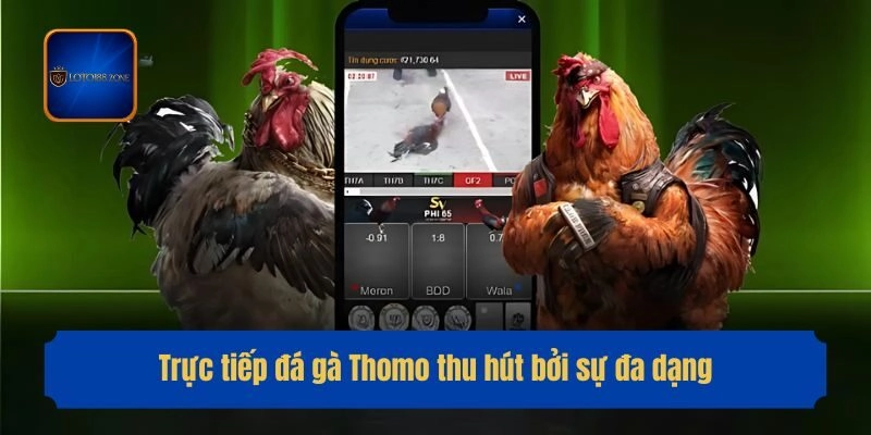 Trực tiếp đá gà Thomo thu hút bởi sự đa dạng