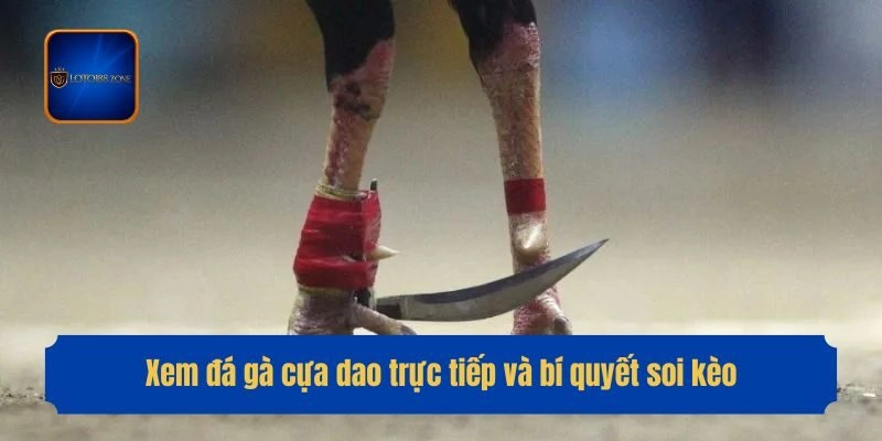 Xem đá gà cựa dao trực tiếp và bí quyết soi kèo